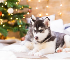 Animals. Two puppy Husky, Christmas tree, close up