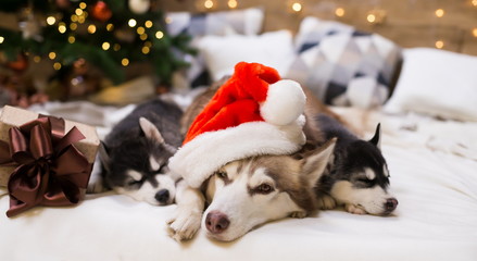 Animals. Three dogs Husky, gift box, Christmas tree, Santa Claus hat © erainbow
