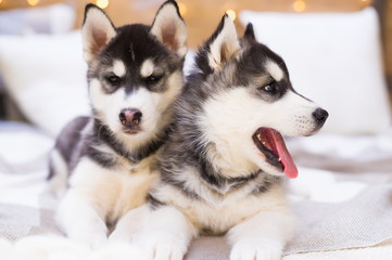 Animals. Two puppy Husky newborn, close up