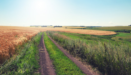 Sunny summer landscape with dirt rural road and wheat field