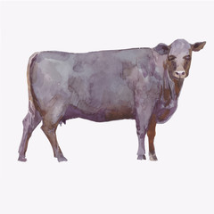 Vector illustration of a watercolor cow. Cow isolated on white background. Aberdeen - аngus breed of cows - 184845619