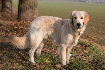 Golden Retriever
