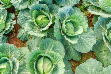 leaves and flowering cabbage Blooming out and ready to harvest.The vegetables grown along the...