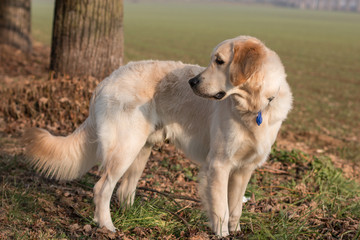 Golden Retriever