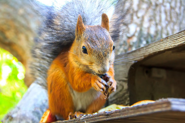 Squirrel is an ordinary beautiful redhead with a fluffy tail sitting on the feeder and eating.