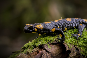 Fire salamander on green moss