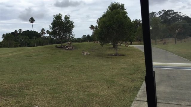approaching kangaroos