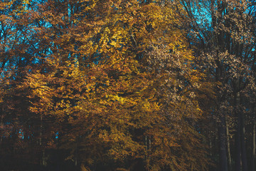 Detail of yellow colored foliage in autumn forest.