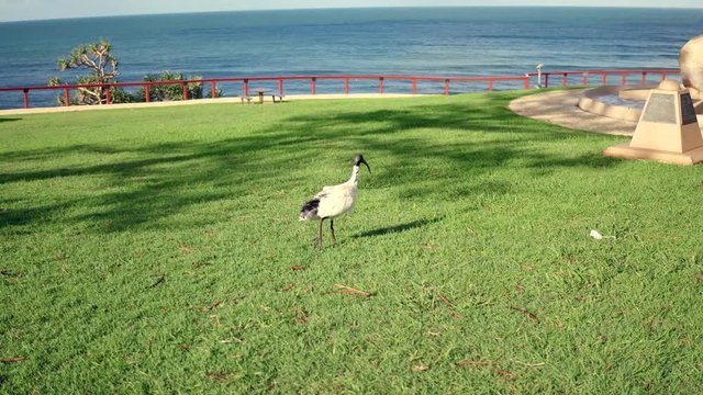 Ibis bird walking in park