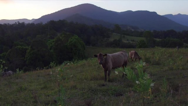 cows close up on beautiful property
