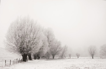 landscape with willows all covered with fresh, white snow - 184848053