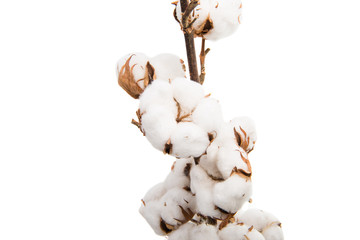 branch with cotton isolated