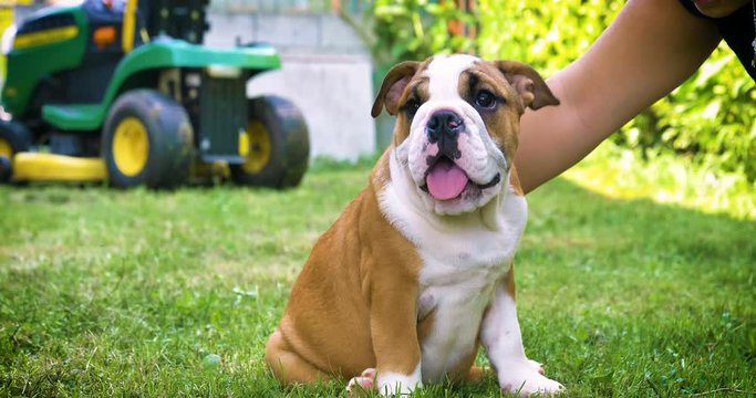 Beautiful white brown english bulldog, beautiful face sitting on grass, nature background. Concept: a parodist dog, favorite animals, true friends, a dog's pedigree, a friend's dog, a small wool, play
