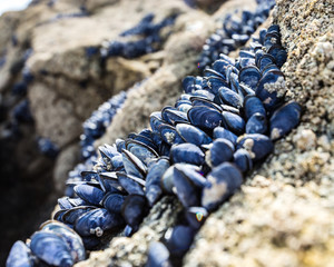 Wild mussels on the rocks of the coast in Brittany