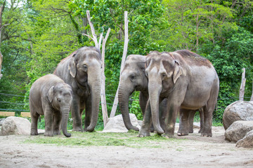 Naklejka premium Elephant family in a Zoo of Berlin, Germany