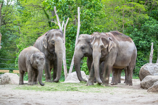 Fototapeta Elephant family in a Zoo of Berlin, Germany