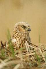 Western Marsh-Harrier, Circus aeruginosus, bird of prey, male, in marsh, spring, mate time