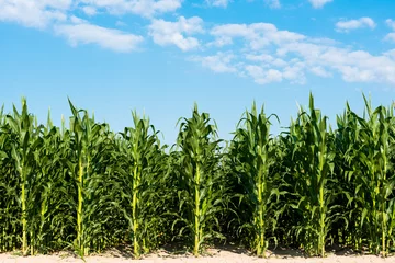 Keuken spatwand met foto field with green corn on a sunny day © ksena32