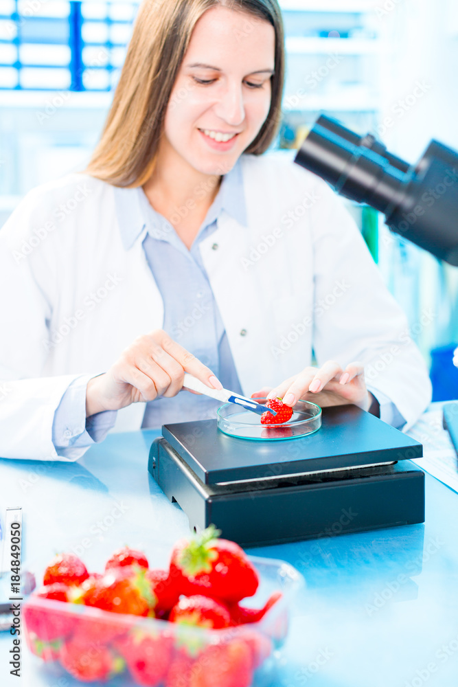 Sticker strawberry fruit research in laboratory. food processing and quality control