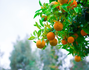 Food. Mandarin tree, close up