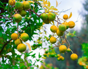 Food. Mandarin tree, close up