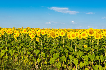 Fototapeta na wymiar blooming sunflower field