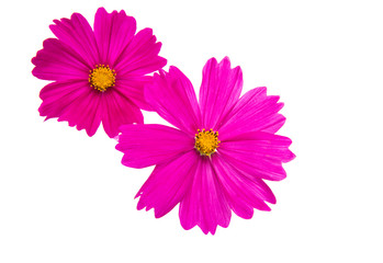 a flower of a cosmea isolated