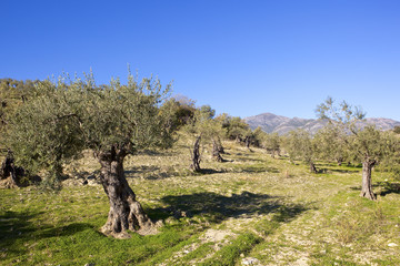 mountains and olive groves