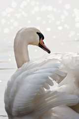 beautiful swan (male) with wings spread photographed in a graceful pose