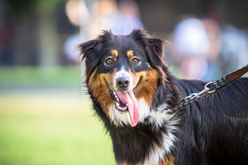 Portrait of Bernese Mountain Dog
