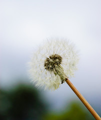 Dreamy dandelion background. Selective soft focus and shallow depth of field.