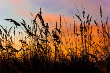 Grass on field in orange sunset