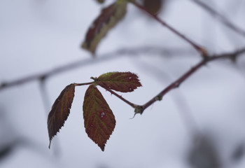 Zima liść z mrozem i śniegiem © oli