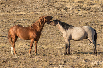 Pair of Wild Horses in the Desert