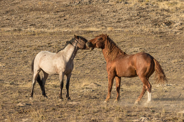 Pair of Wild Horses in the Desert