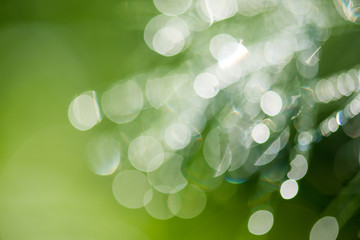 Fototapeta premium Abstract natural bokeh background in green and yellow tones with sun light