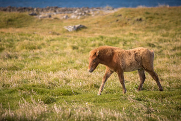 kleines Islandfohlen läuft auf steiniger Wiese am Meer