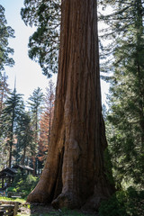 Ancient majestic millennial tree. Giant sequoia