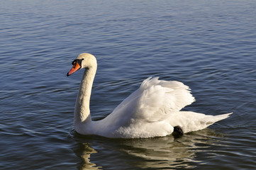 Naklejka premium Swan