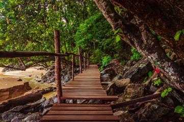 Wooden footpath in tropical forest