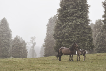 horses in autumn