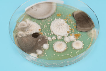  growth of microorganisms in a Petri dish, Bacteria, yeast and mold growing on an agar plate.