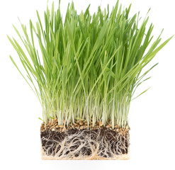 Fresh wheat grass on white  Growing grass isolated