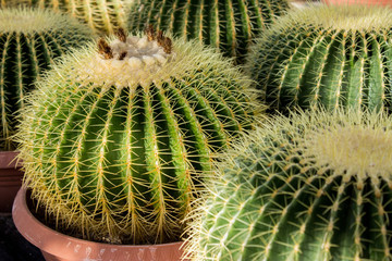 Echinocactus grusonii cacti close up