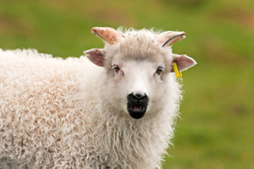 Faroe island, sheep