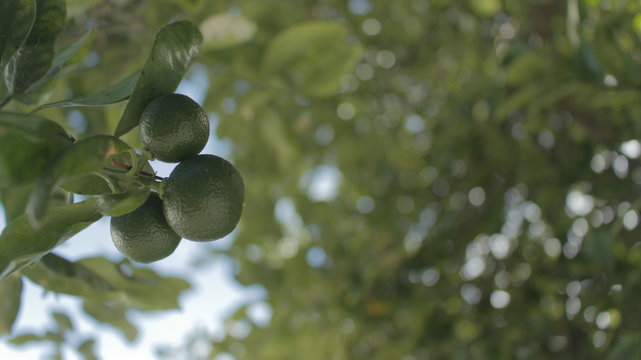 Calamansi Fruit In Tree