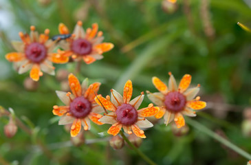 Fetthennen-Steinbrech auf einer Bergwiese