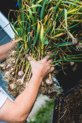 Handful of Freshly Picked Garlic with Roots