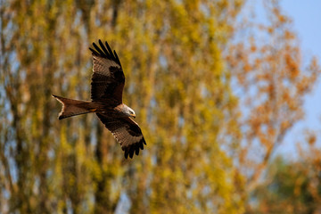 Rotmilan im Flug