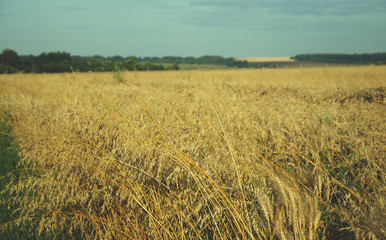 Oat growing in the agricultural field